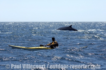 cap-breton-whales-b-007