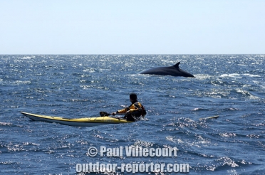 cap-breton-whales-b-007