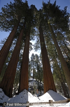 sequoia-a-001
