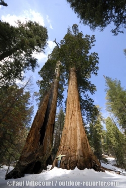 sequoia-a-045