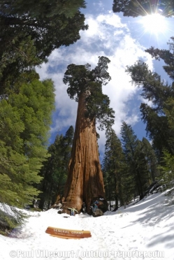 sequoia-b-074